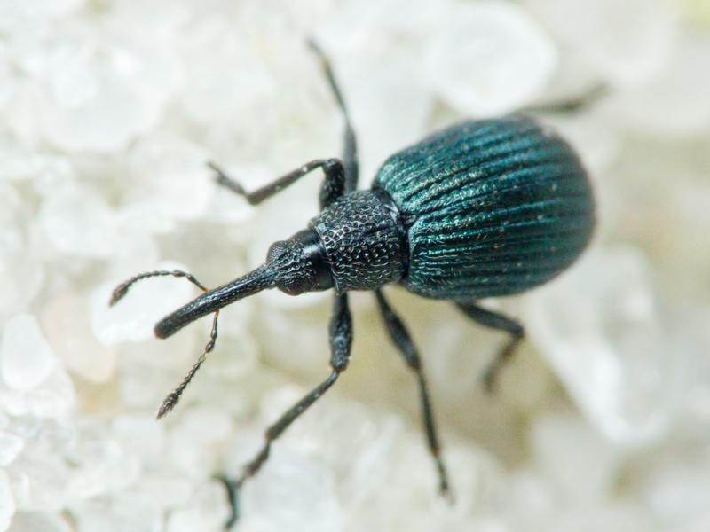 Holotrichapion (Apiops) pullum (Gyllenhal, 1833)